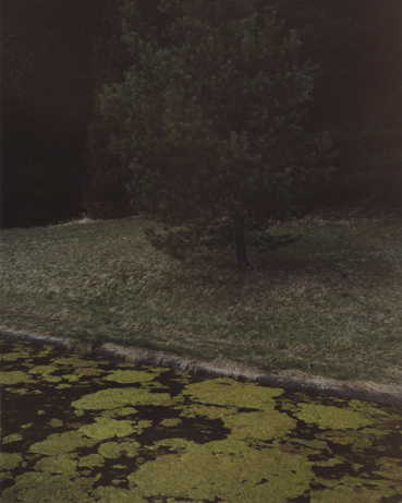 Peter Riedlinger, Kleiner Baum, 2012, c-print , 51 x 42cm, aus: 