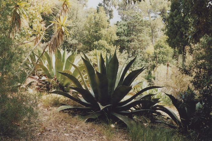 Peter Riedlinger, Giardino II, Ventimiglia 2012/2017, c-print an