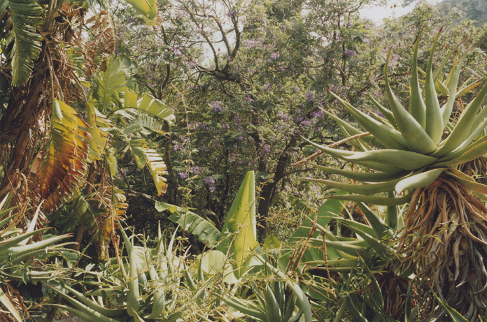 Peter Riedlinger, Giardino I, Ventimiglia 2012/2017, c-print ana