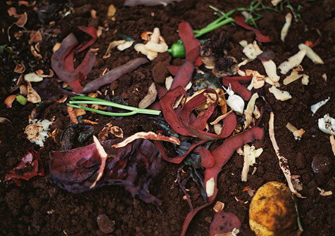 Kompostierung # 001 (Rote Beete/Rotkohl)